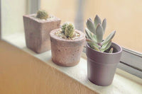 The Cactique Boutique Box