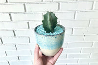 Succulent & Cacti Box - Planting Kit with Goodies!