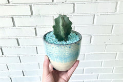 Succulent & Cacti Box - Planting Kit with Goodies!