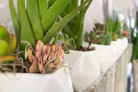 DIY Succulent Kit by Soleil Succulents