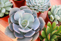 Monthly Succulents by Succy Crafts
