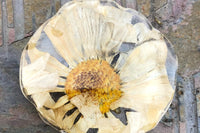 We hand make magnets that are made with whole preserved flowers cast in resin. The one featured in the image are of a preserved Daisy.