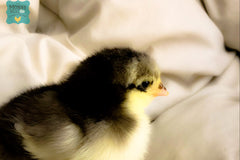 Monthly Surprise Chicken Hatching Egg Subscription