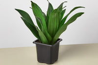 Many house plant box subscriptions foster a sense of community by providing access to exclusive online forums or social media groups where s