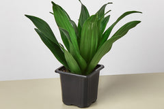 Many house plant box subscriptions foster a sense of community by providing access to exclusive online forums or social media groups where s
