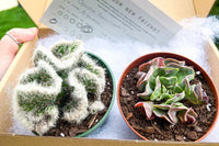 Unique Succulent Subscription For Plant Lovers 🪴