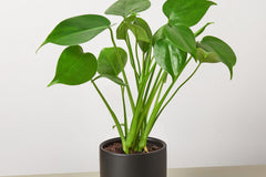 Monstera 'Split-Leaf'