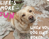 Canine Enrichment Box