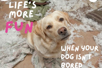 Image with the text: Life's more fun when your dog isn't bored. A image of a dog sitting in a room with torn up fabrics