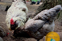 Monthly Surprise Chicken Hatching Egg Subscription