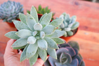 Monthly Succulents by Succy Crafts