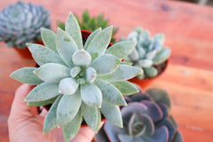 Monthly Succulents by Succy Crafts