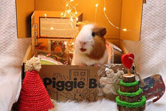Piggie Box