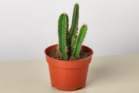 These guides provide essential information about each succulent, including proper watering, light requirements, soil, and general maintenanc