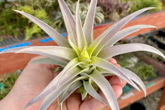 Air Plants Monthly