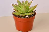 Curated Selection: Each month, subscribers receive a carefully curated assortment of healthy and high-quality succulents. 