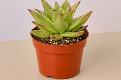 Curated Selection: Each month, subscribers receive a carefully curated assortment of healthy and high-quality succulents. 