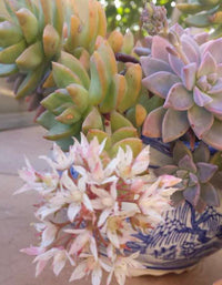 Potted Succulent Plant