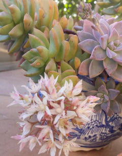 Potted Succulent Plant