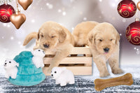 Peculiar Pet Holiday Box - Dog