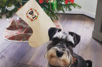Perfect Pawtrait Dog Club