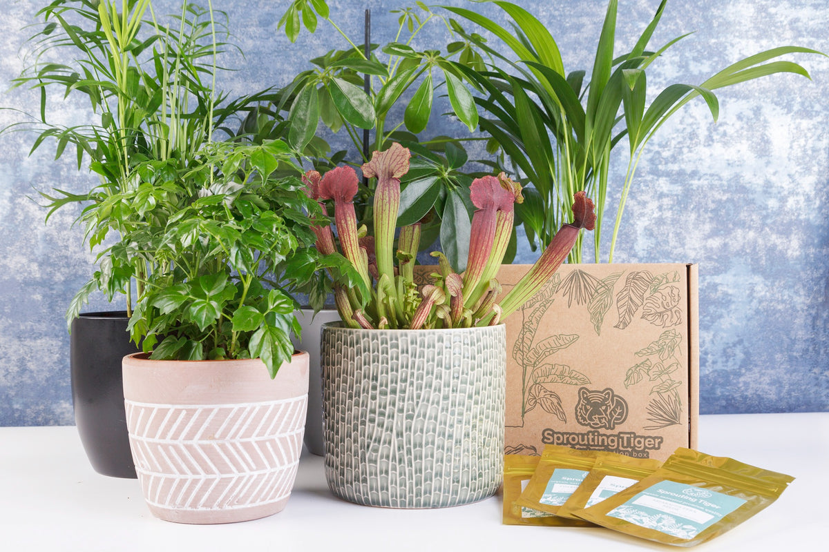 Monthly Tropical Houseplant Seed Subscription Box.