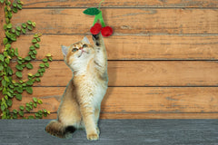 Peculiar Pet Holiday Box - Cat