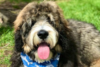 Pet Bandanas, Personalized,  Each Month with Unique, Seasonal Themes