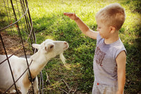 Picture of our son, Jayden, petting a white and tan goat named Indiana while she leaned though the fence.
