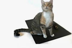 Cat People Box - All Cats All The Time