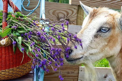 Wild Abundance Box