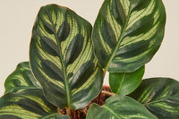 But the Rare House Plant Box Listing isn't just about the plants themselves; it's about being part of an exclusive community of plant enthus
