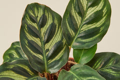 But the Rare House Plant Box Listing isn't just about the plants themselves; it's about being part of an exclusive community of plant enthus