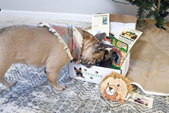 Frenchie Box