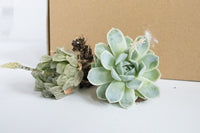 Unique Succulent Subscription For Plant Lovers 🪴
