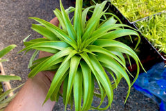 Air Plants Monthly