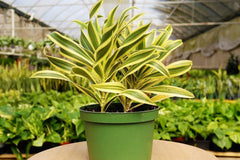 House Plant Subscription Box