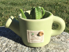 Potted Succulent Plant