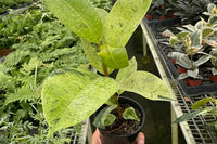 The House Plant Specialty Box isn't just about plants; it's about celebrating the changing seasons, nurturing your connection with nature, a