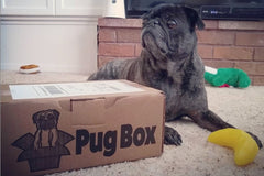 Premium Pug Box