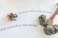 Unique Succulent Subscription For Plant Lovers 🪴