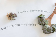 Unique Succulent Subscription For Plant Lovers 🪴
