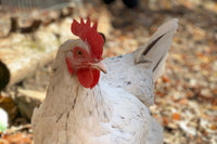 Monthly Surprise Chicken Hatching Egg Subscription