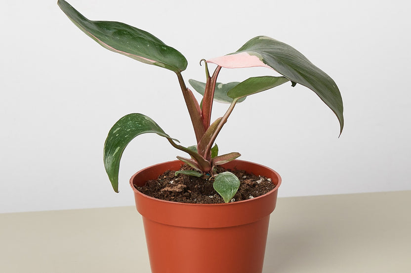 Imagine perusing a carefully curated catalog that showcases a rotating selection of plants that go beyond the ordinary. Each plant featured 