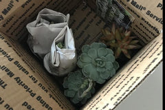 Succulents of the Month