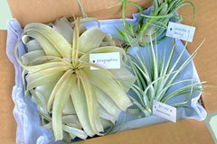 Air Plants Monthly