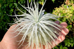 Air Plants Monthly