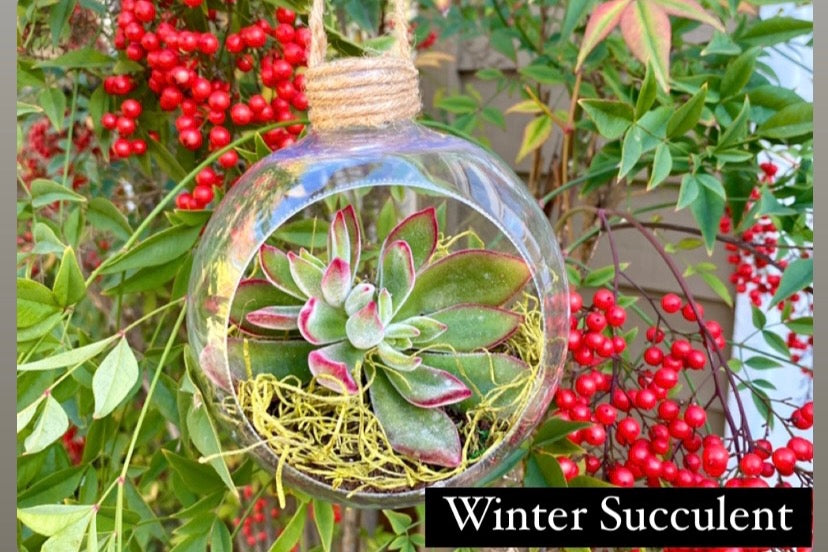 DIY Seasonal Succulent Kits