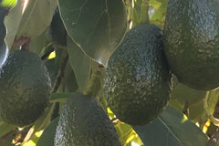 Fresh Organic Fruit from California Orchard - "Season's Best" Fruit Subscription Box – 10lbs