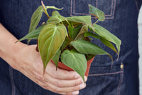 These rare plants may include exotic varieties with captivating foliage, intricate patterns, or remarkable growth habits that you won't find
